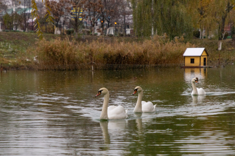 Пруд с лебедями