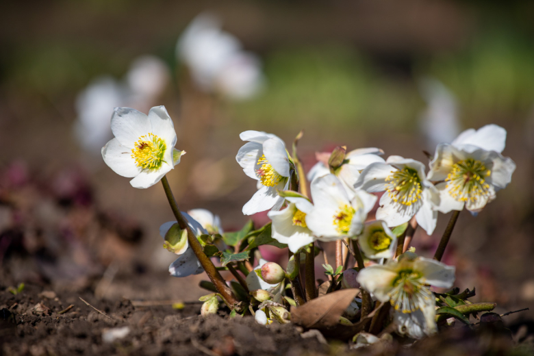Морозник кавказский
