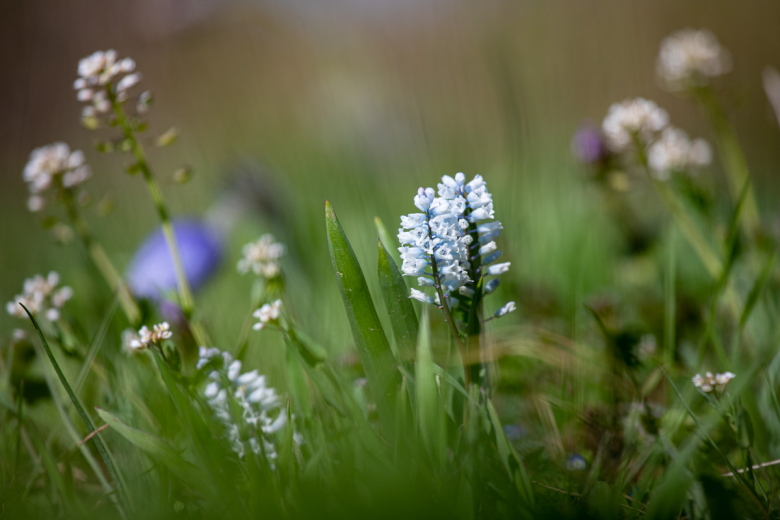 Гиацинт беловатый