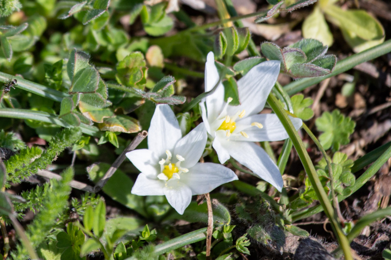 Птицемлечник преломленный