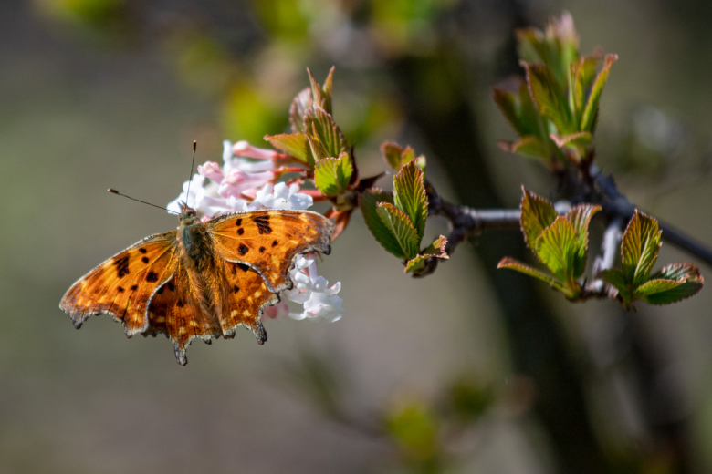 Калина Фаррера