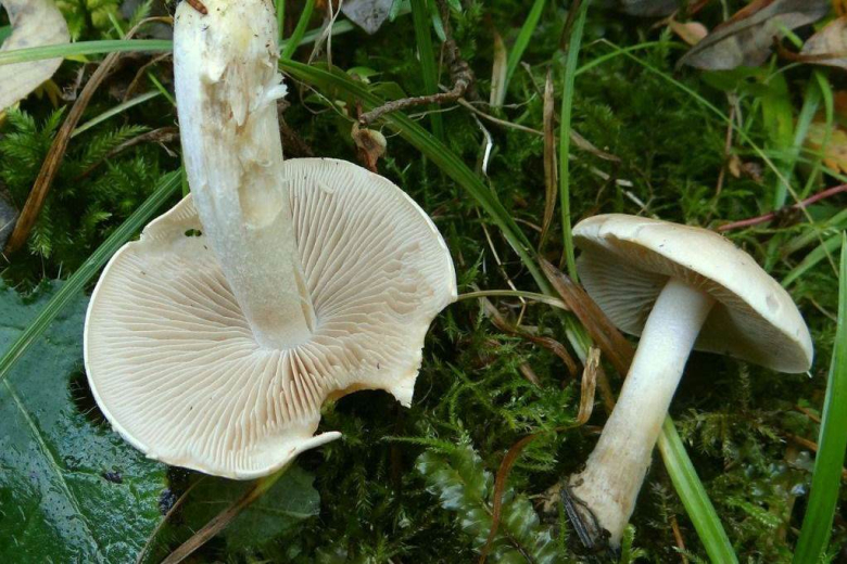 Ядовитый гриб: Рядовка белая