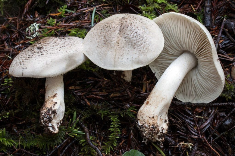 Ядовитый гриб: Рядовка леопардовая