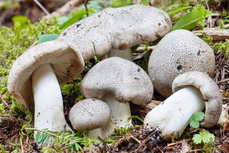 Съедобный гриб: Рядовка майская