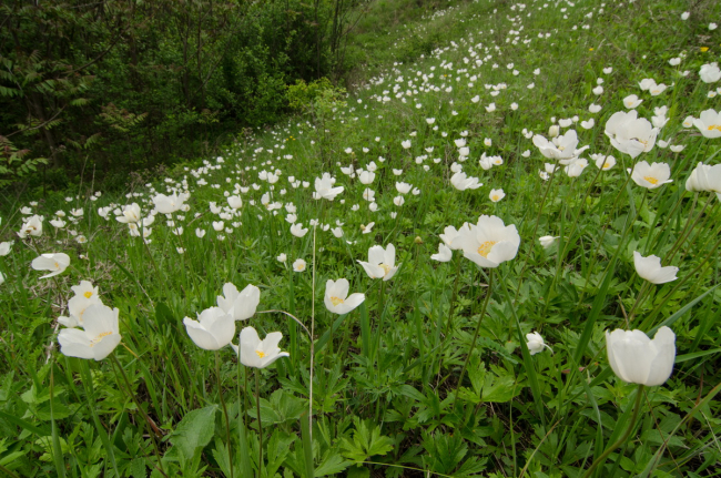 Фото: ecology-pmr.org