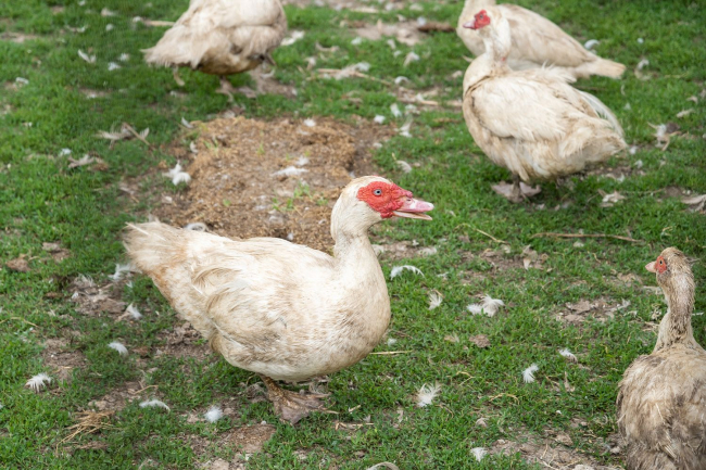 Фото: Пресс-служба Президента ПМР